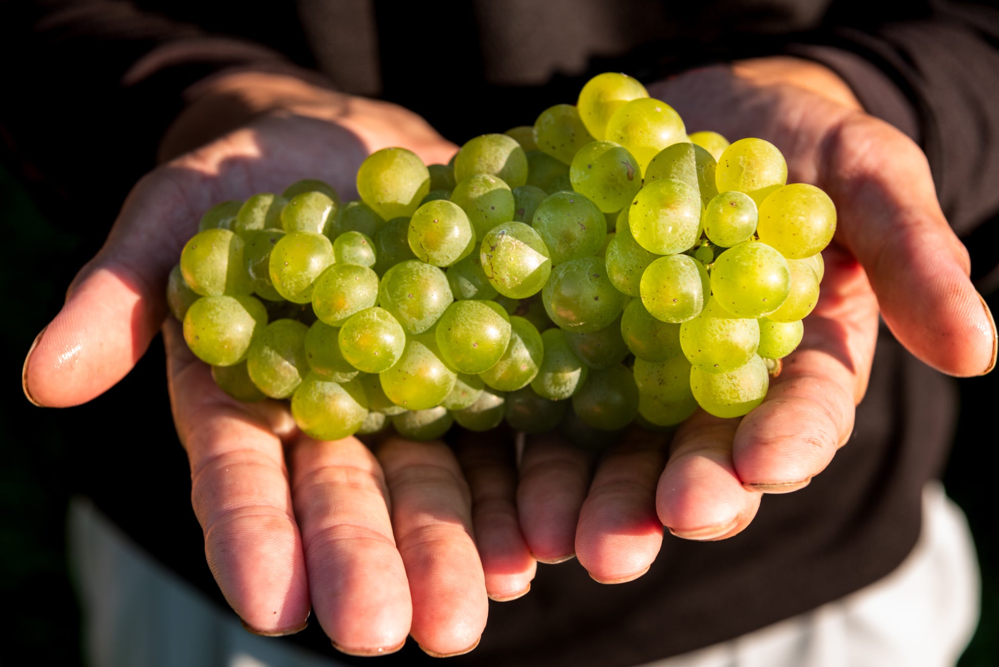 関西の中小・ベンチャー企業20社による合同記者発表会。各社がアフター万博、AI、新商品やサービスなどの最新情報を発表。9/26(金) Blooming Camp(大阪市北区)にて開催