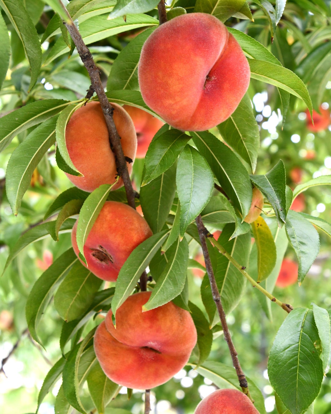 食品ロス削減に取組む「もったいない!あまがさき 推進店」21店舗と もったいない!スタンプラリーを実施