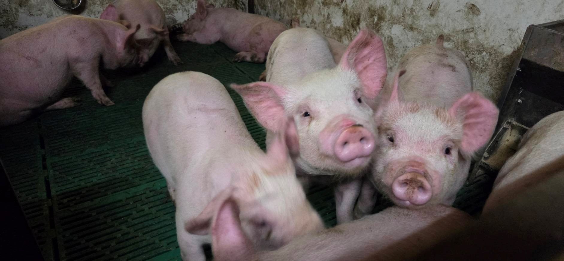 製菓・製パン用の材料・レシピなど2万点以上取り扱う日本最大級のEC サイト「cotta」でカルローズで作る夏に食べたい！ライスサラダ レシピを公開　2025年8月29日からスタート