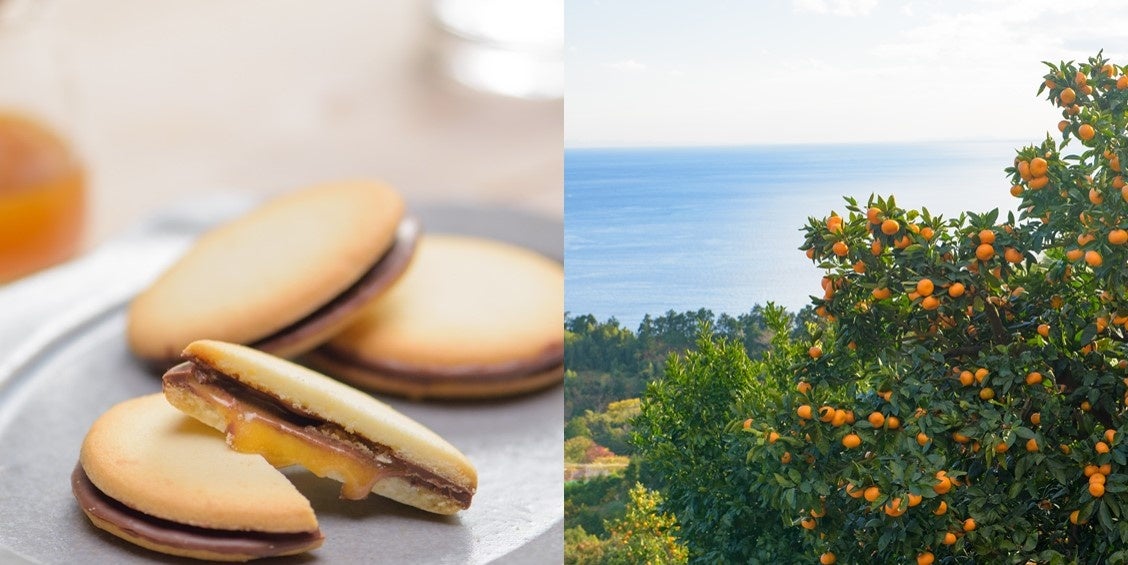 『ぼーっとするワイン』がついに販売開始！“違法性なし確認済み”