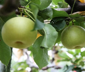 Fat Witch New York日本上陸10周年！これまでの感謝の気持ちを込めて周年祭を開催！