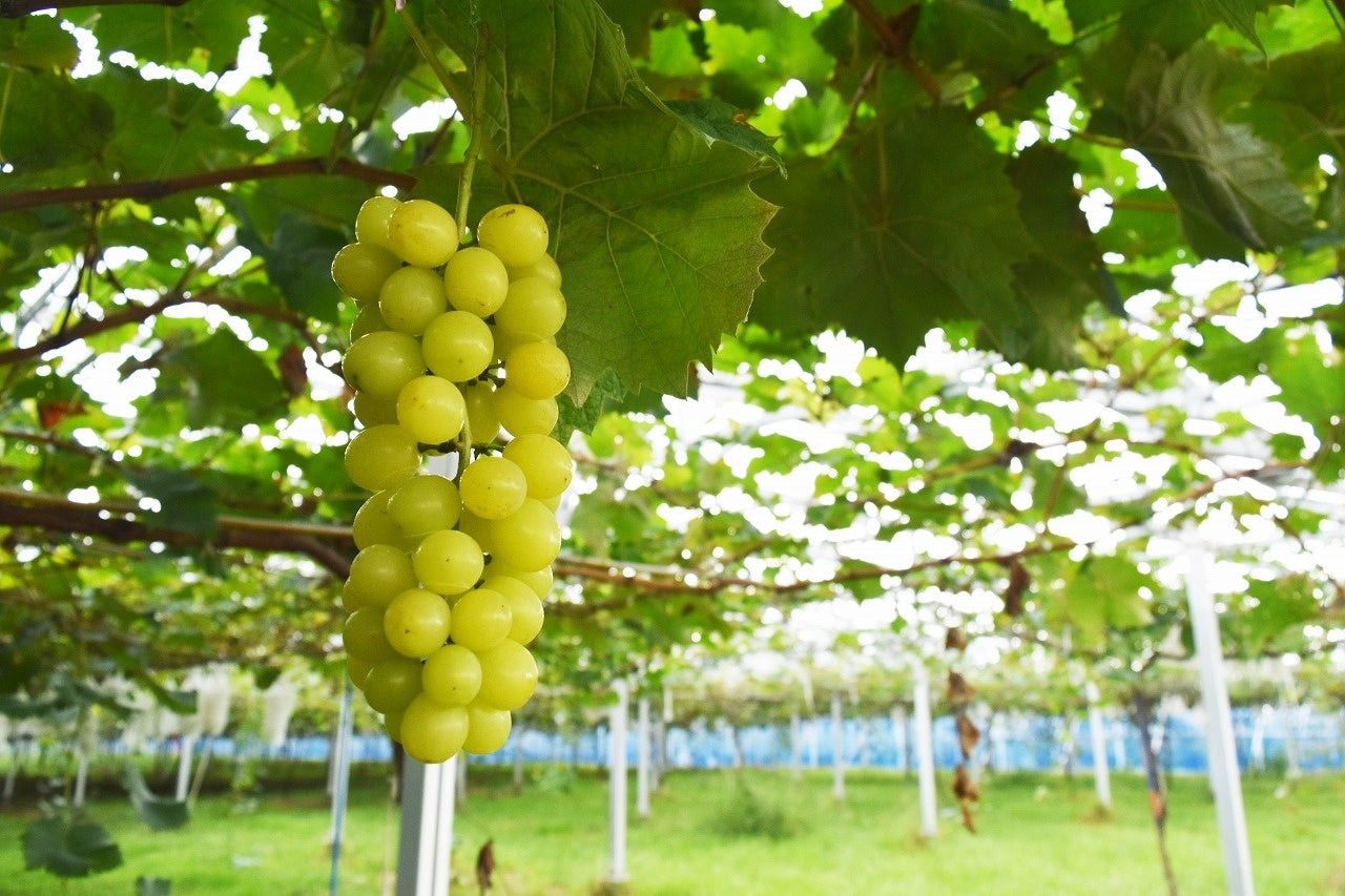 あんこに溺れる3日間。“あんみつバー®”が無限に楽しめる、藤沢店限定セール開催！