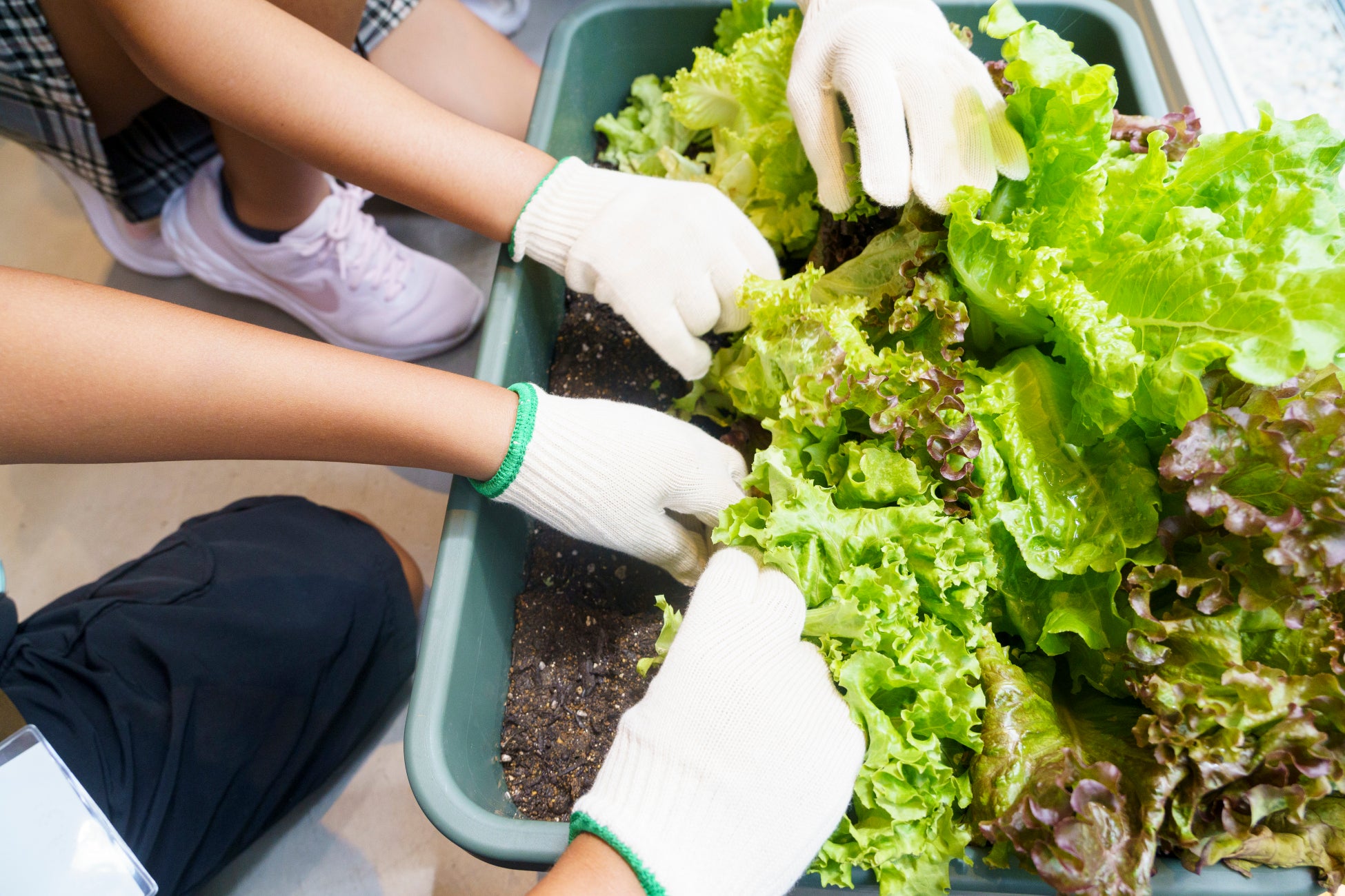 福井初！柿安「口福堂」監修の和菓子がオレンジBOX ベル店に登場
