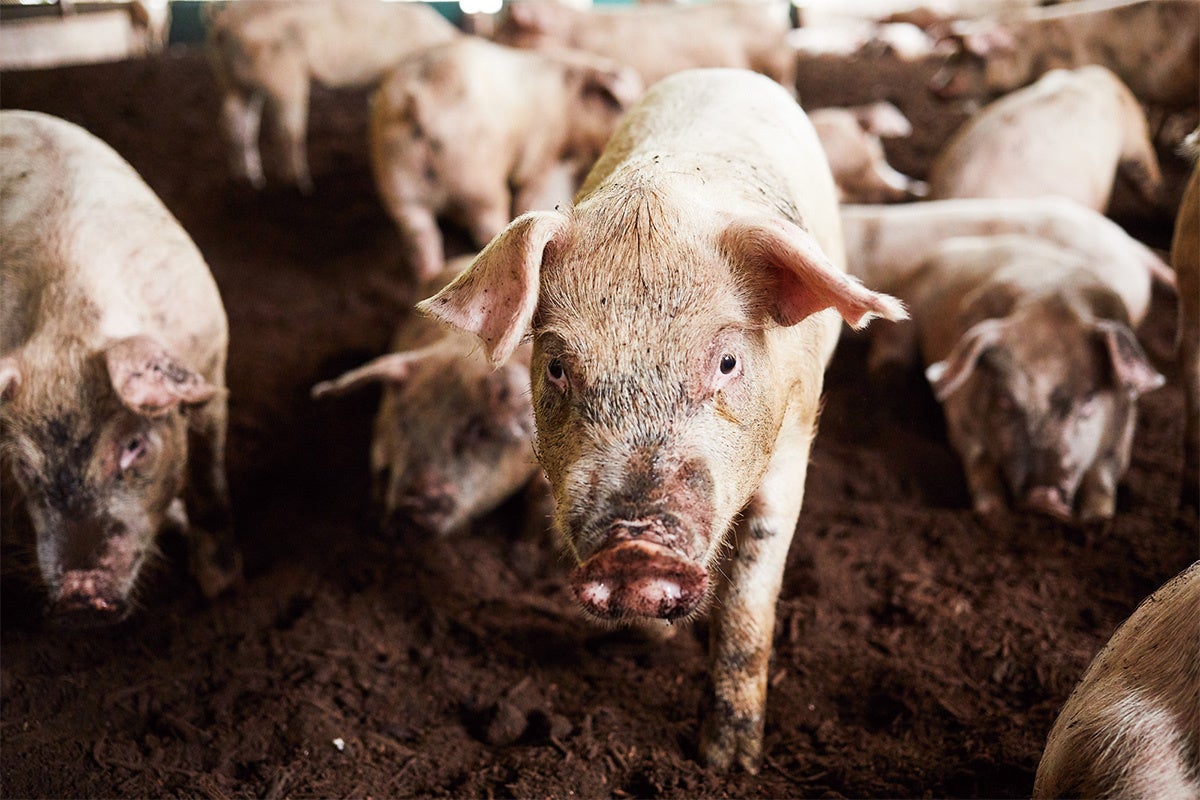 【ぴよりん】が埼玉県・川越におでかけ!まるひろ川越店「秋の全国うまいもの市」にて「ぴよりんおでかけセット」を実演販売!