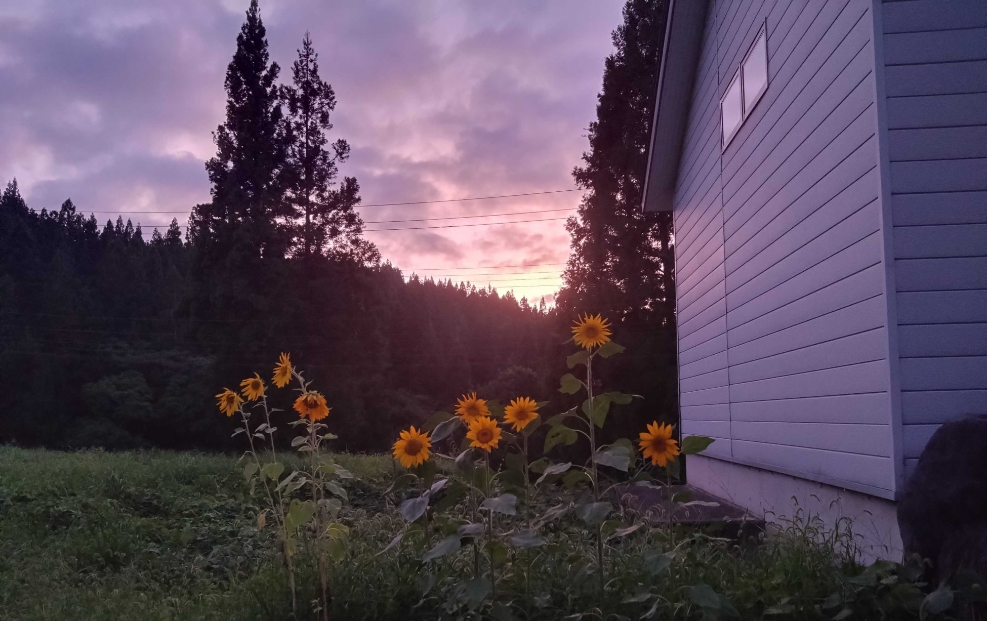 【食欲の秋】生姜焼きを豚汁に「江戸甘味噌の生姜焼き豚汁定食」ごちとんに新登場！