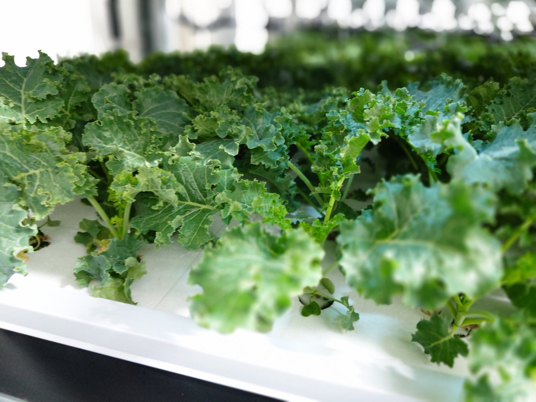 新三つ星 1 軒、新二つ星 3 軒、新一つ星 14 軒「ミシュランガイド東京 2026」セレクション発表