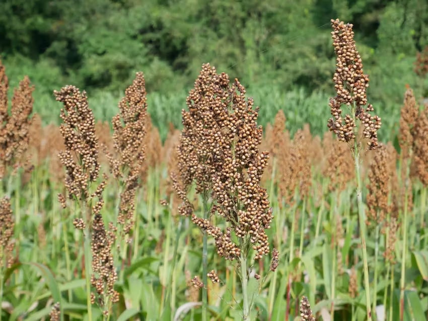 終活にも新しい選択肢を。酒屋のIMADEYAが提案する「熟成を共に歩むワイン」の提供を開始。