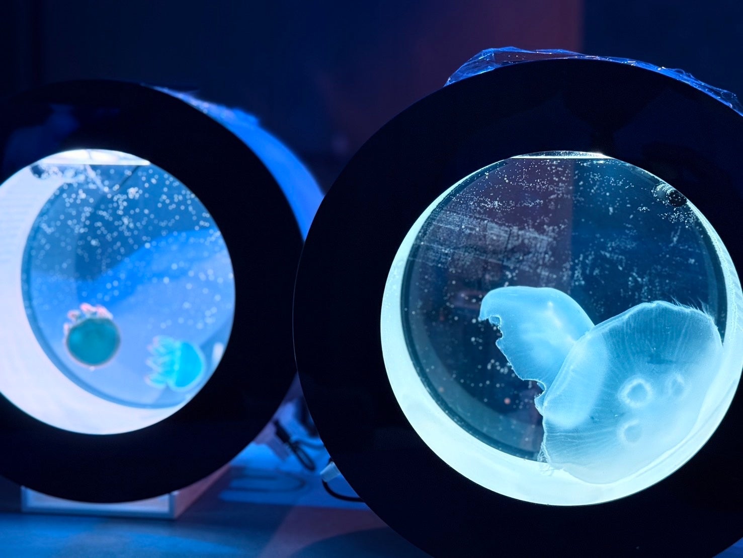 【ペッパーランチ】イオンモール須坂店が10月3日(金)オープン！