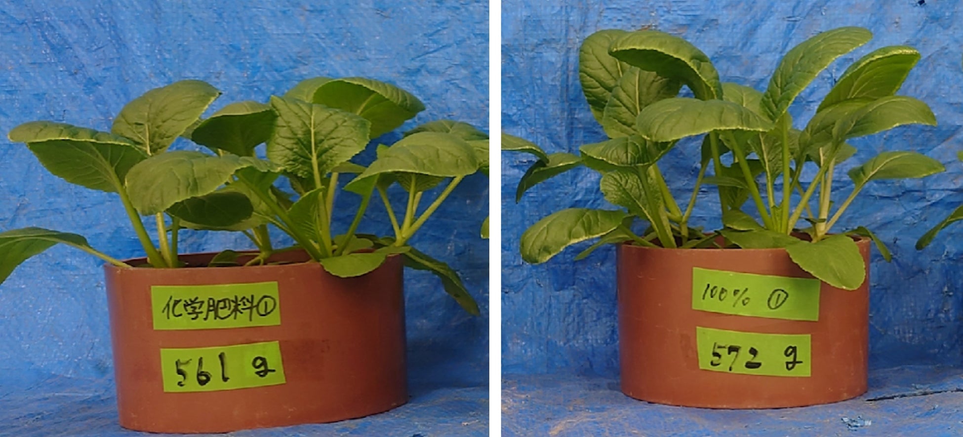 カリッカリの無限ループ確定！？「無限カリリ」がファミリーマート限定で新発売（※関東一部店舗）