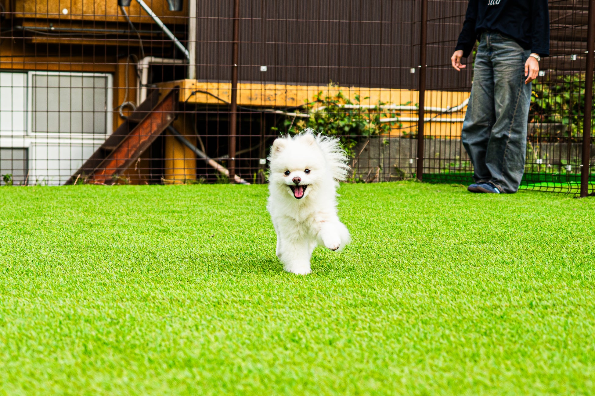 宇治・富士の有機抹茶をもっと手軽に！サッと振り出し、お湯を注ぐだけで簡単『抹茶美人』新発売！