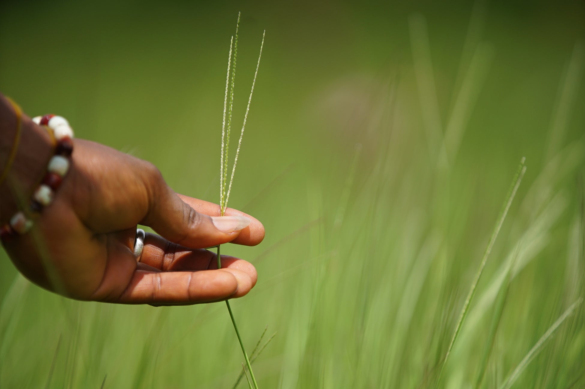 近江ちゃんぽん亭監修「近江ちゃんぽん」、兵庫県小野市で販売開始！