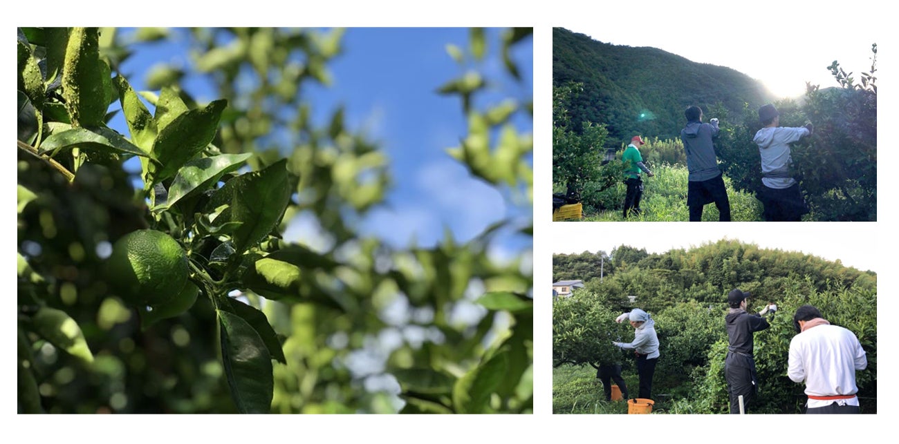【10月限定】松茸・キンキを使った秋の特別料理を〈鮨あさひ/鮨無垢〉にて提供開始|旬の高級食材を贅沢に味わう月替わり特別コース