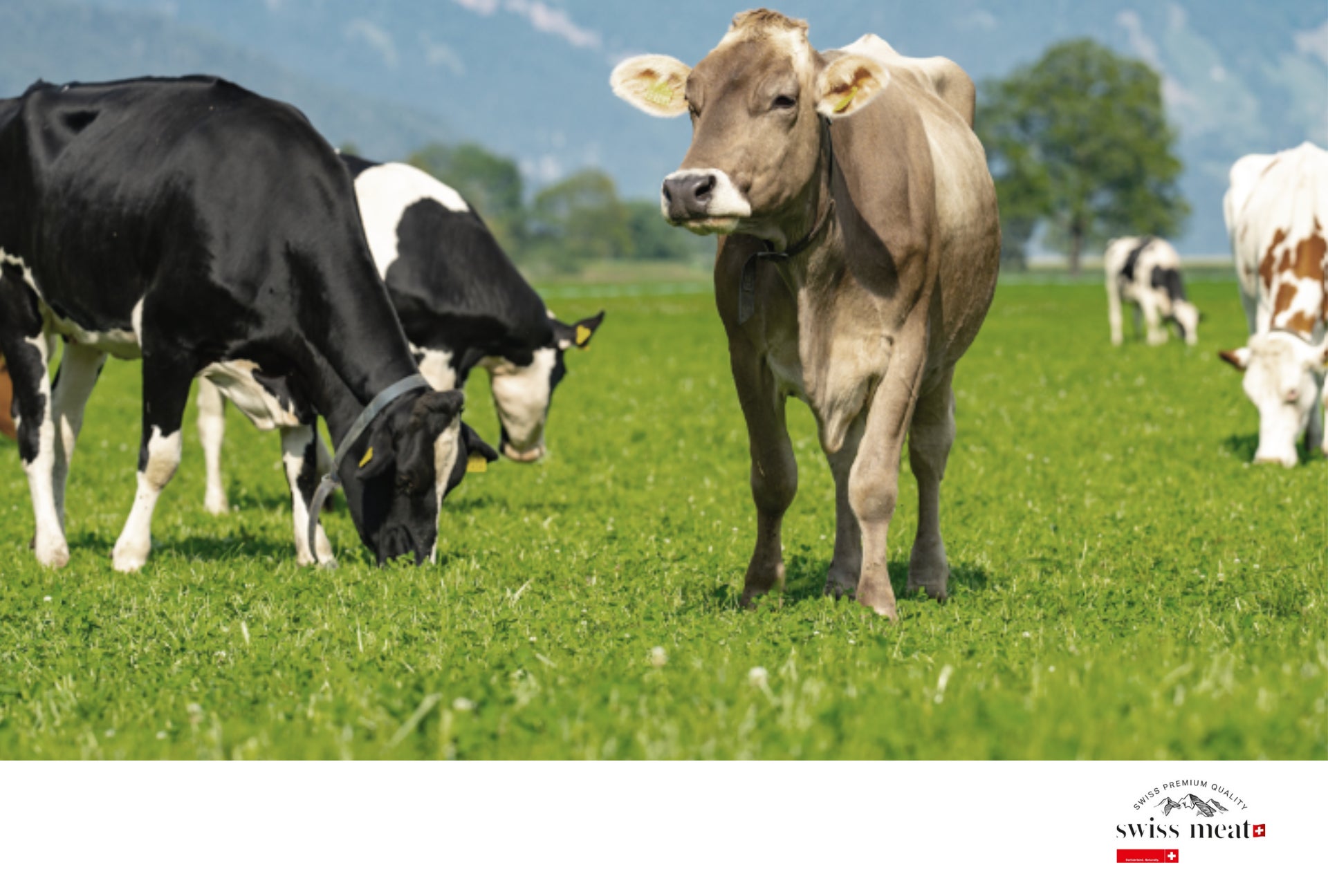 資生堂パーラー×百合佐和子 コラボレーション企画第7弾“プリンセス♡パフェ”~シャインマスカットのひみつ~