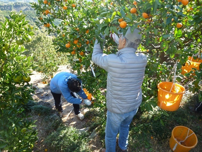 【ロッテリア】“鶏ごぼう”と“牛カルビごぼう”で秋を感じる和風バーガーが登場!ロッテリア「秋の収穫バーガーフェア」開催!
