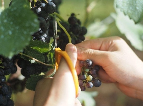 【雛茶】10/10（金）グランドオープン！江戸川橋・神楽坂エリアに新ティースタンドが誕生