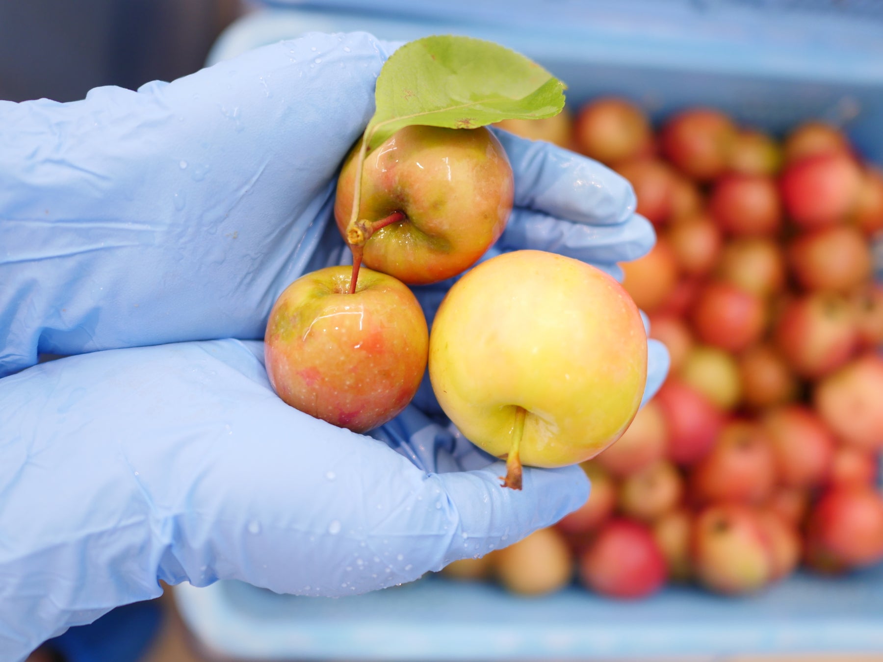 【金沢百番街Rinto】にてtoroaがポップアップストア開催。