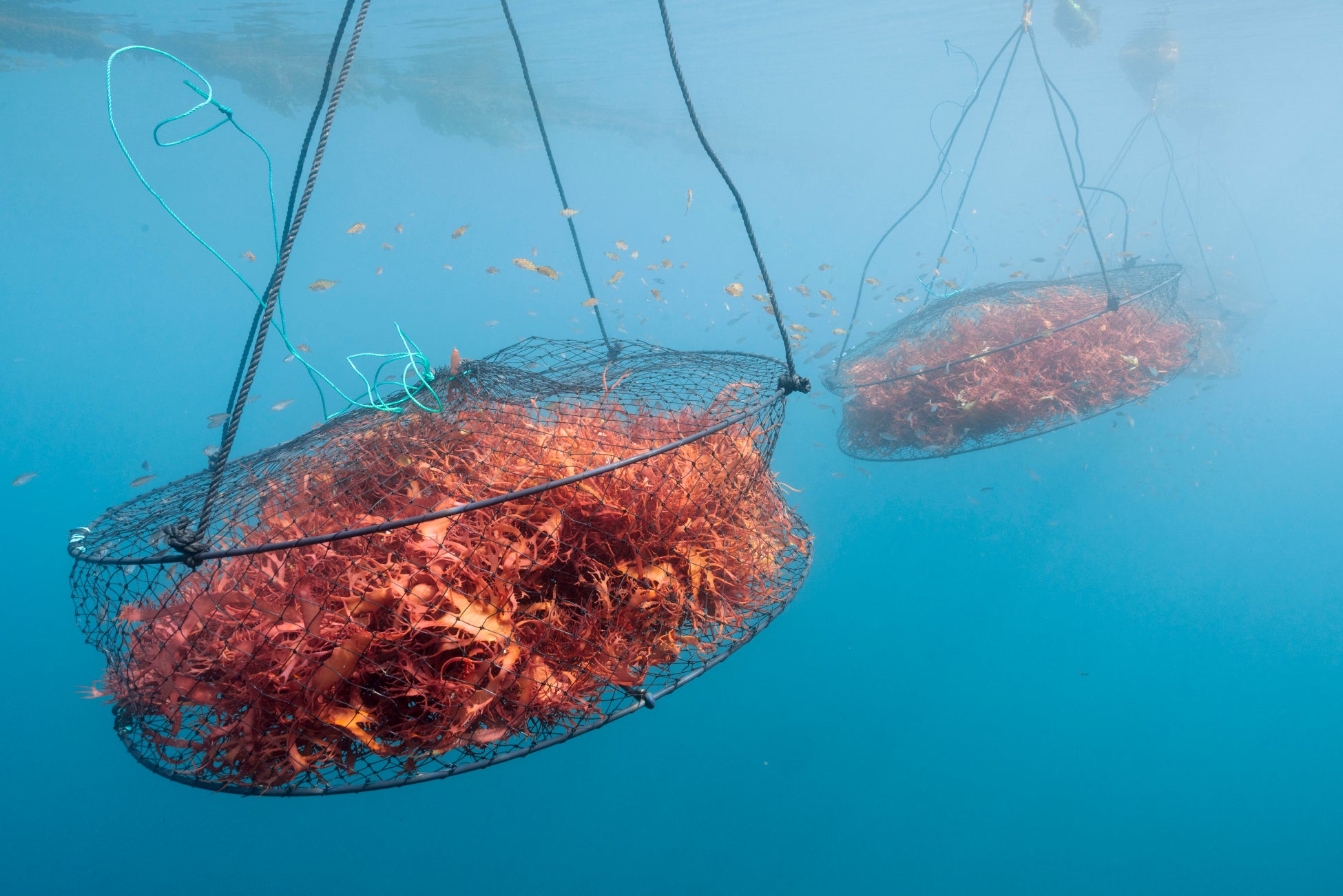 豊橋名物「ピレーネ」が冷凍で駅に登場！