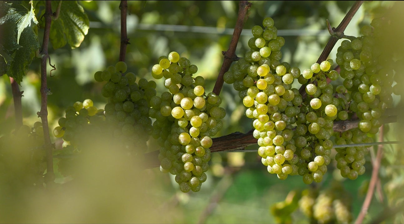 【シーズンレスへの挑戦】冬でも行列ができる奈良のそうめん専門店『てのべたかだや』のスイーツも注目!新メニュー「和栗BENTO」を2025年10月1日(水)開始