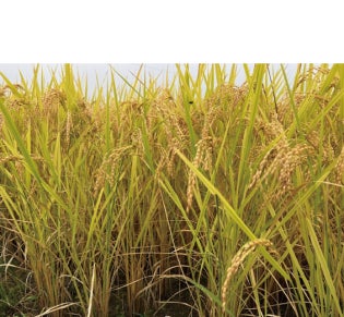 毎日おいしく、ほっと温生活 使いやすい微粉末タイプ 機能性表示食品「蒸し生姜パウダー」10月21日 通販限定新発売