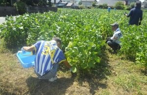 濃厚なクリームチーズの味わいと、さわやかなレモンの酸味が広がる「かじるニューヨークチーズケーキ」を10月28日(火)より順次発売