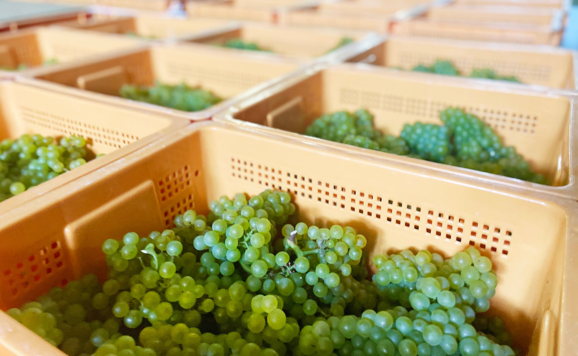 豆腐市場に新たなカテゴリーを築き上げた「おとうふ惣菜」のパイオニア「ひとり鍋」 シリーズ累計出荷数 ２億５千万パック突破！のお知らせ