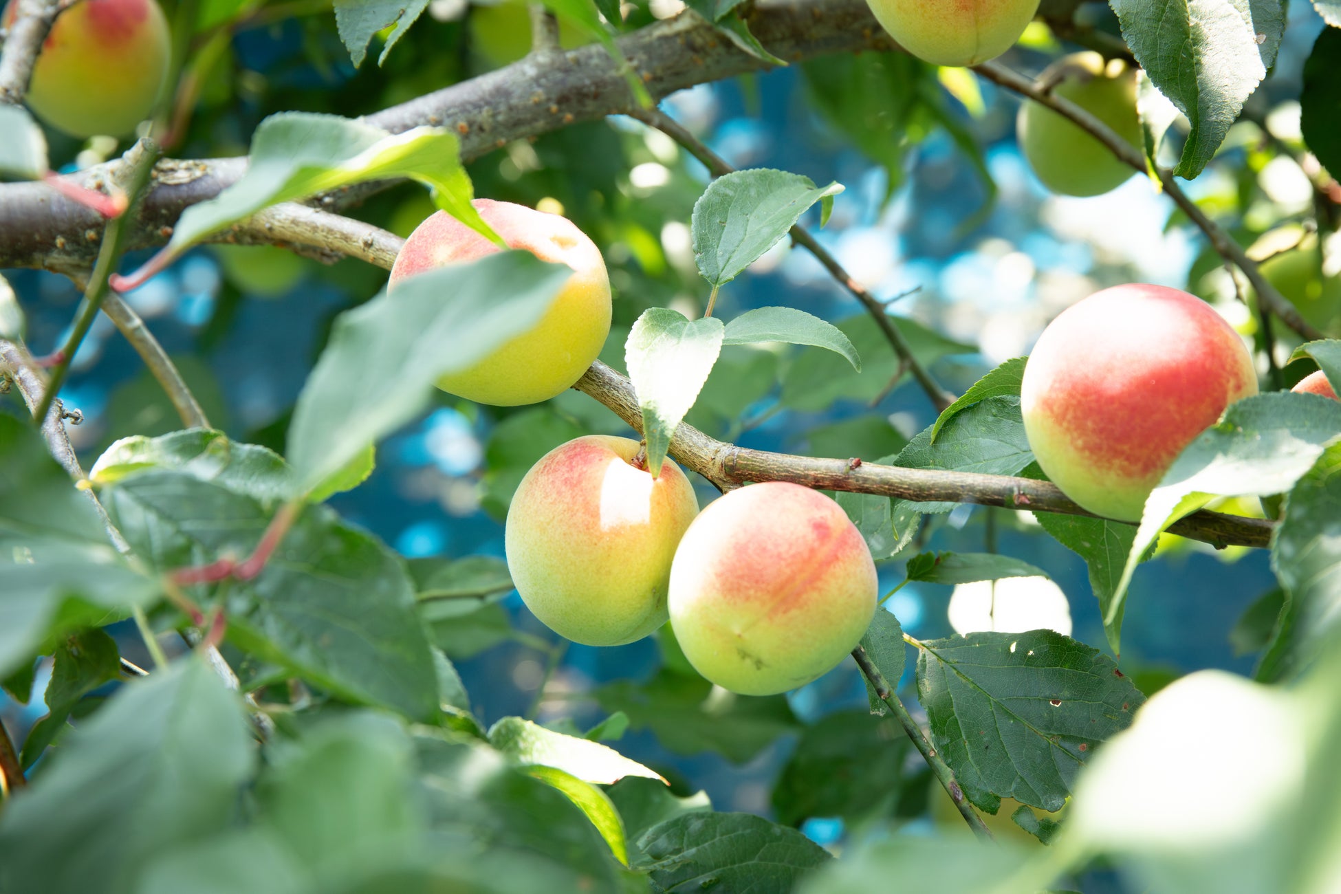 老若男女問わず大人気！「THE TIME,＆おめざグルメフェスタ」24日からおのだサンパークで開催！！