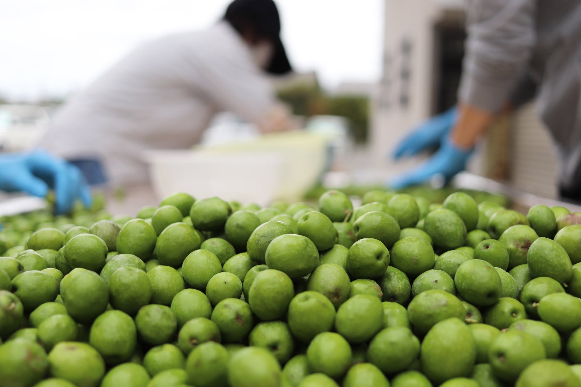 EU FOOD FESTIVAL、2025年大阪・関西万博で来場者を魅了！　77万人以上がヨーロッパの食の魅力を体感