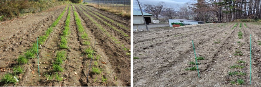 3年ぶりの新作!秋限定「くりバウムクーヘン」新登場!