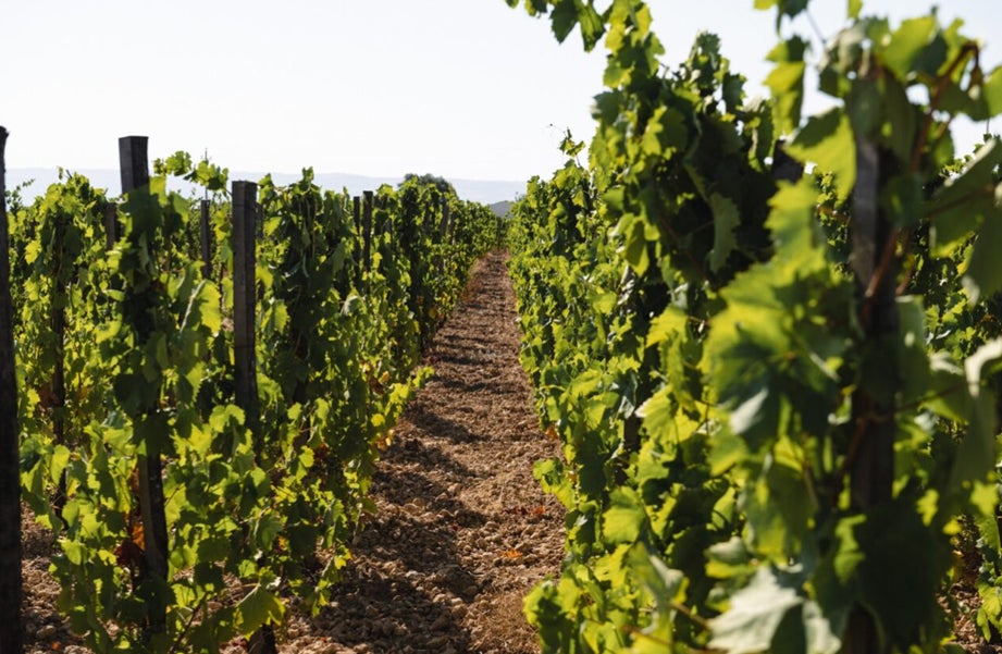 ovgo Holiday 2025 Twinkle Winter Parade（トゥインクル・ウィンターパレード）〜 やさしい光が街をめぐる、きらめきの冬のパレード 〜