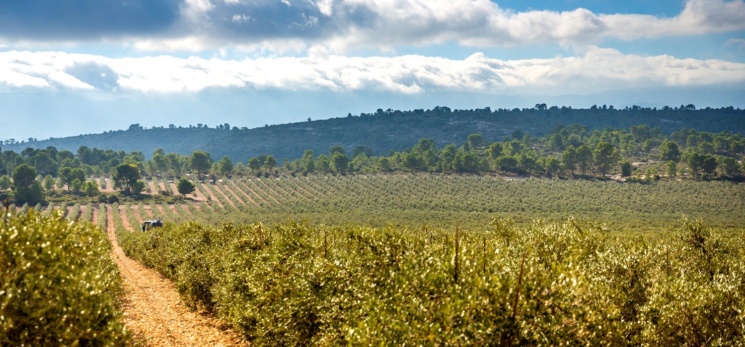 新たな提案、牛肉の極み　綿半ファームで育て上げた「赤身が旨い」黒毛和牛「SHINルビー牛」再販売決定！