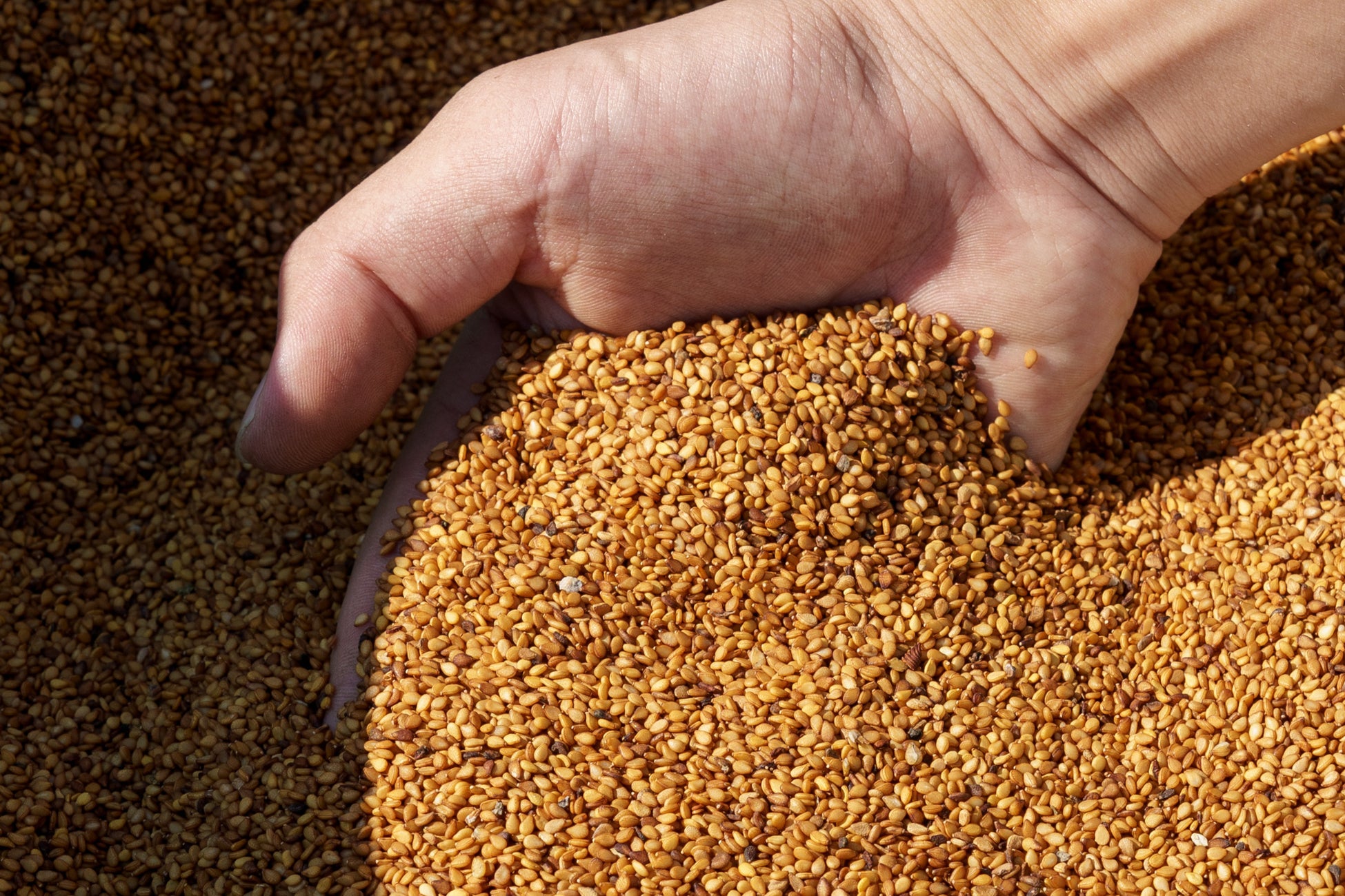 秋田県・阿仁直送の希少ジビエ『熊肉炙り焼き』新登場――マタギ文化を食で応援|東北居酒屋 奥羽の宴(秋葉原)