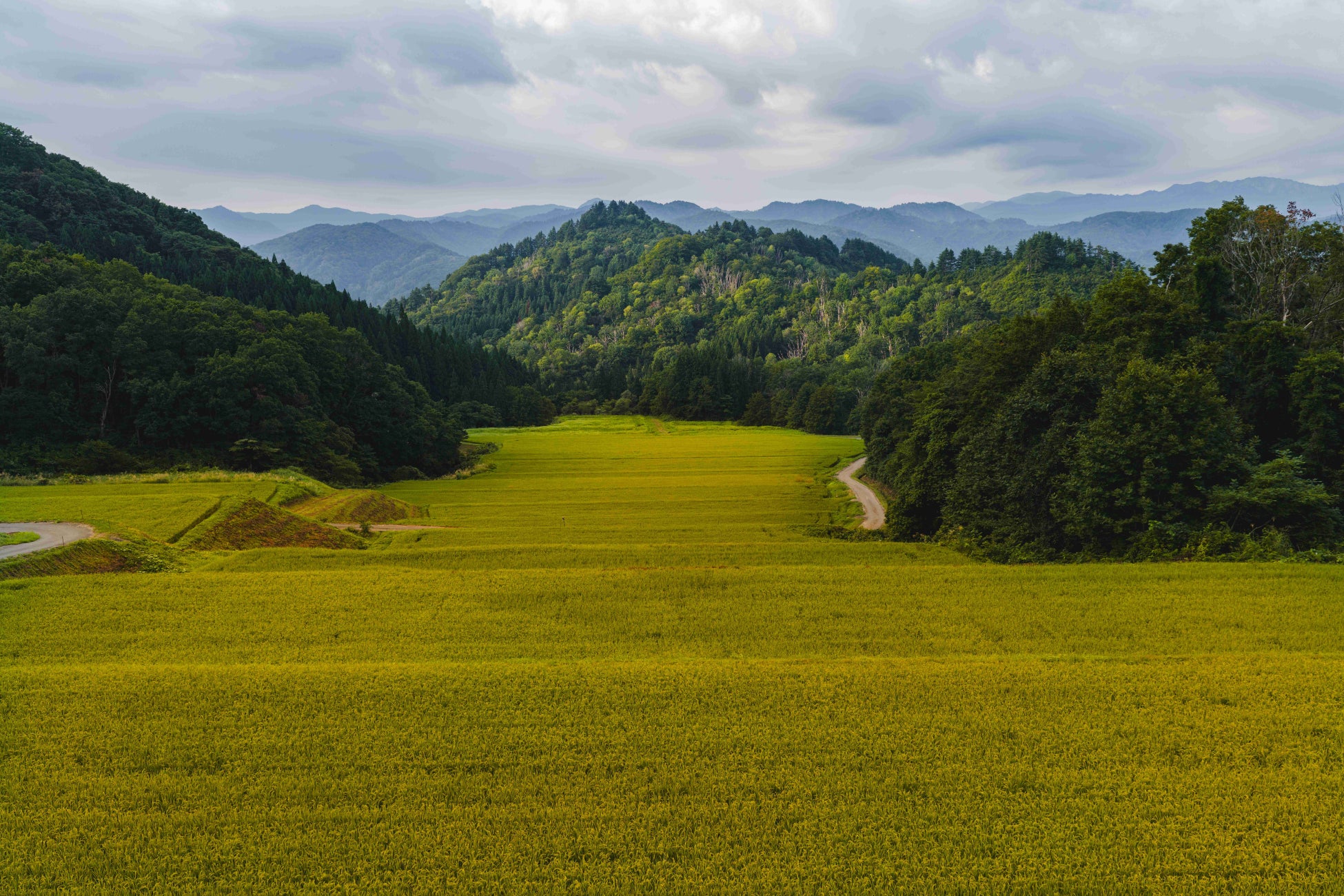【小樽洋菓子舗ルタオ】新千歳空港にルタオの商品パッケージが彩る高さ9mのクリスマス・イルミネーションツリーが登場!