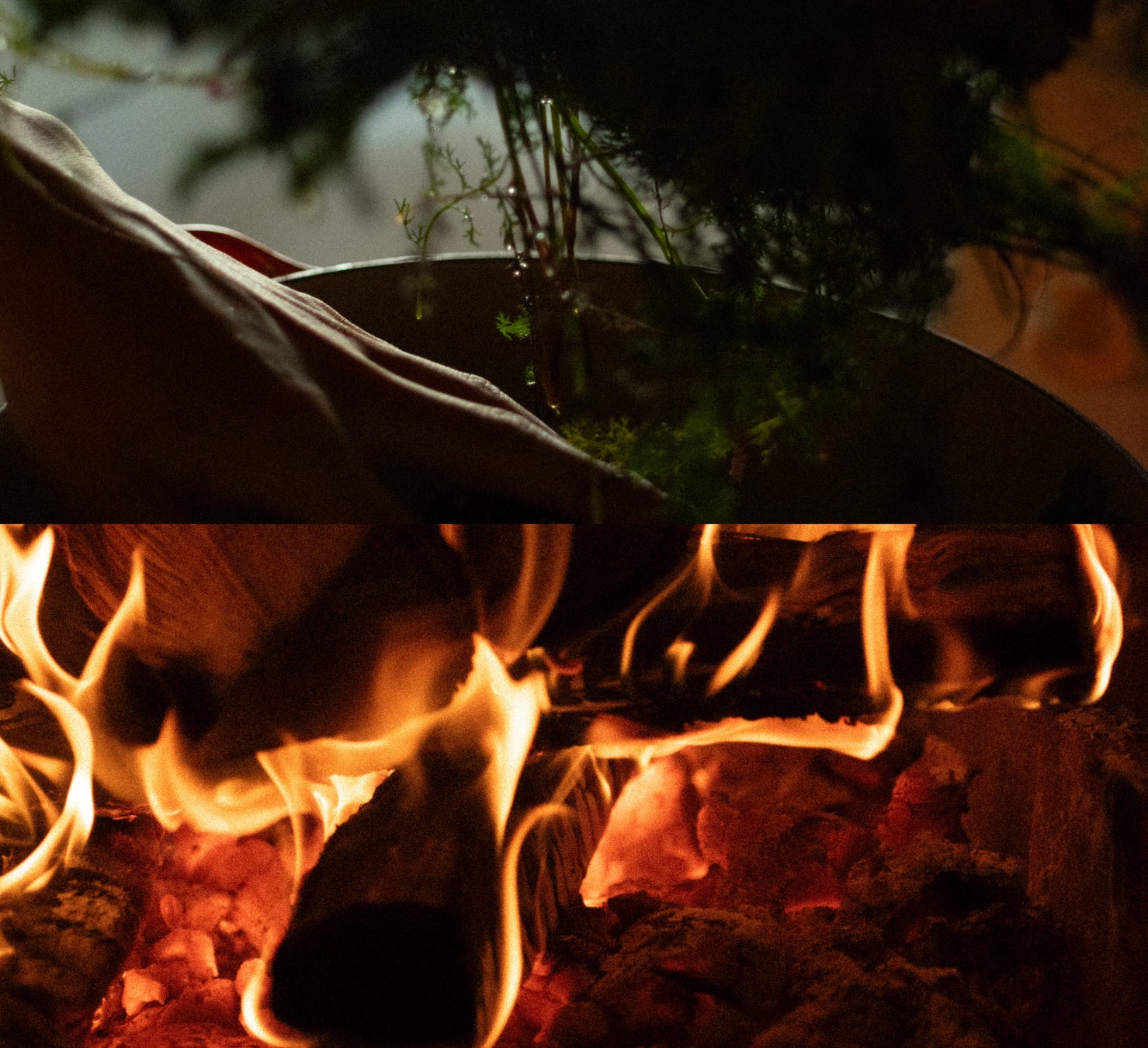 【BS日テレ】瑞江 江戸川区の知床⁉ホタテ ほっけ タラバガニ