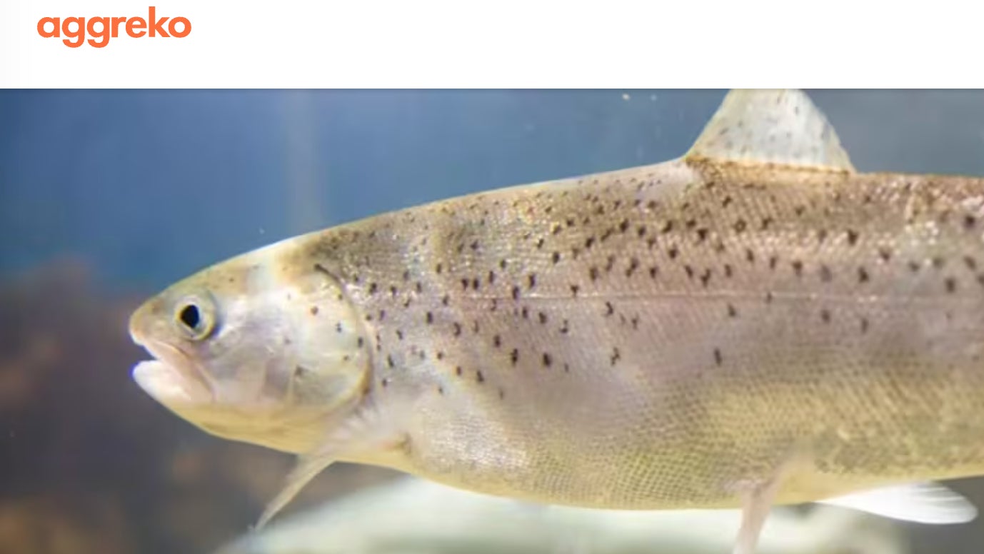 【兵庫県初出店】つけめん専門店「舎鈴」、2025年11月10日「阪急西宮ガーデンズ」のフードコートにオープン