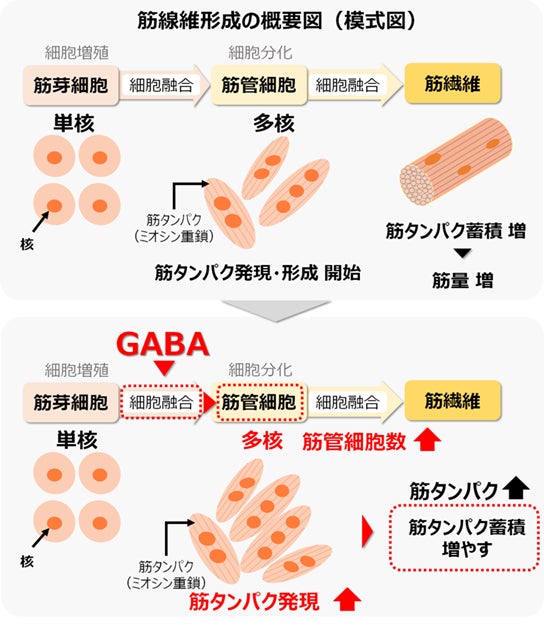 ミネラルが少なく飲みやすい　赤ちゃんにとって負担の少ない純水『ワワヤミー』11月20日発売