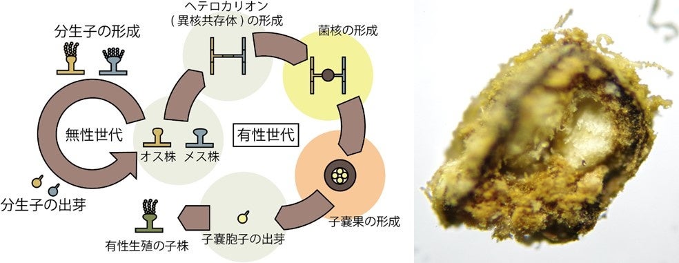 【Café Kitsuné】冬の新メニューが登場