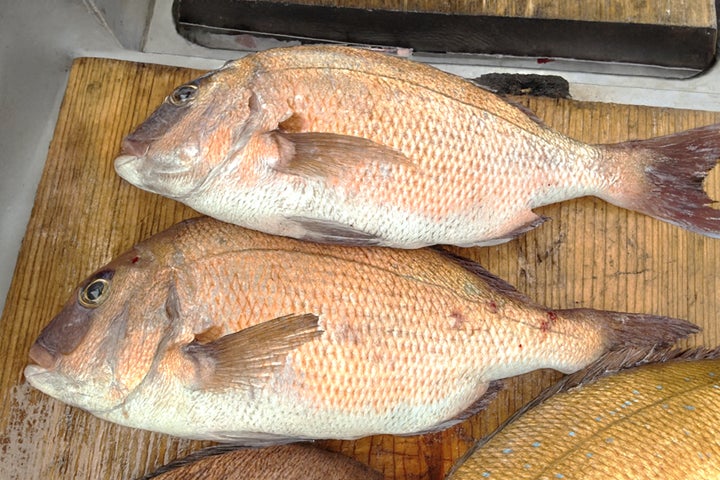 ご家庭でいつでもまい泉の味を!まい泉の“冷凍”ヒレかつサンド新発売! ~レンジ調理で簡単、3年の開発期間を経て登場~