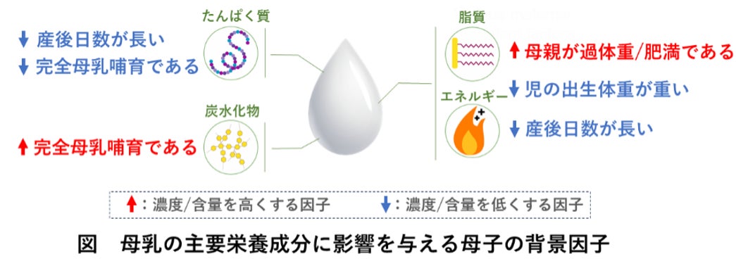 【ムーミン×文明堂】クリスマス限定ムーミン クリスマスオーナメントタグ付き★お茶会を楽しむムーミン谷の仲間たちにほっこり「カステラセット ハニー＆ミルクティ」2025年11月26日発売