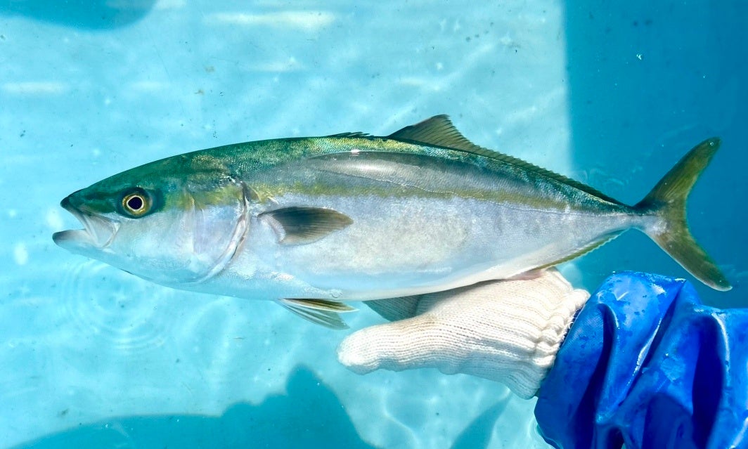 プレミアムウォーターと関西電力が共同で立ち上げた新ウォーターサーバーブランド「かんでん天然水」12月1日(月)より登場