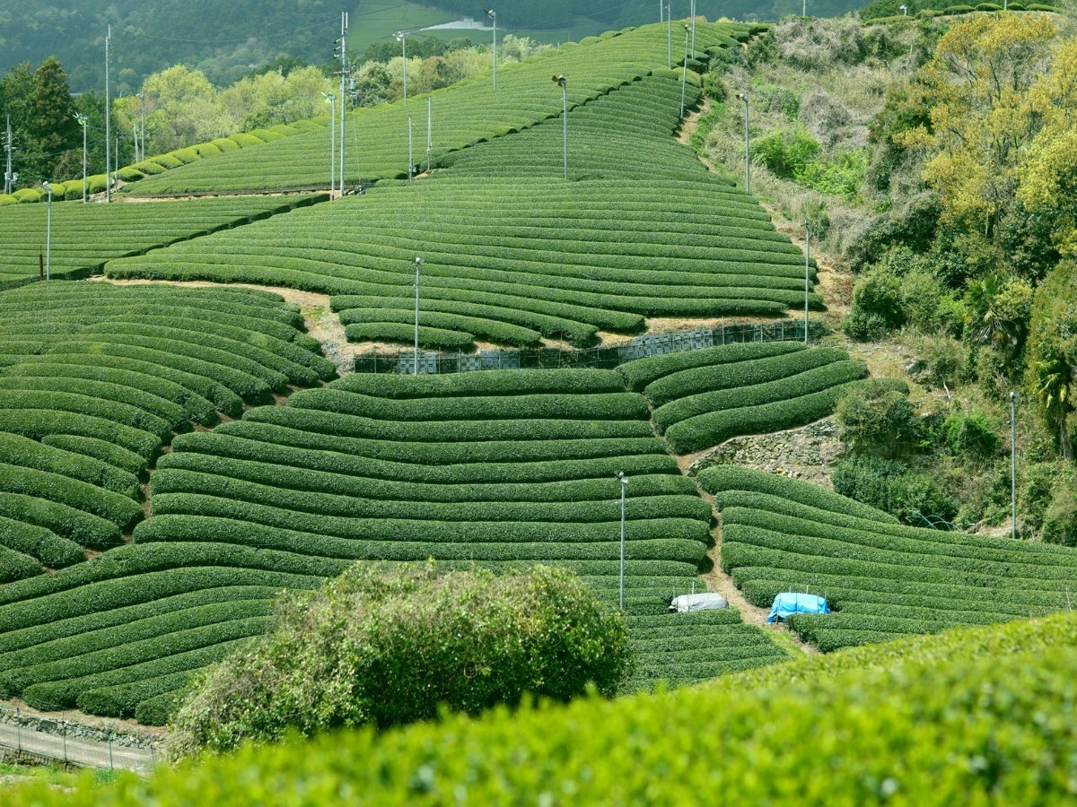 株式会社山城物産　宇治和束園ブランドサイトをリニューアル