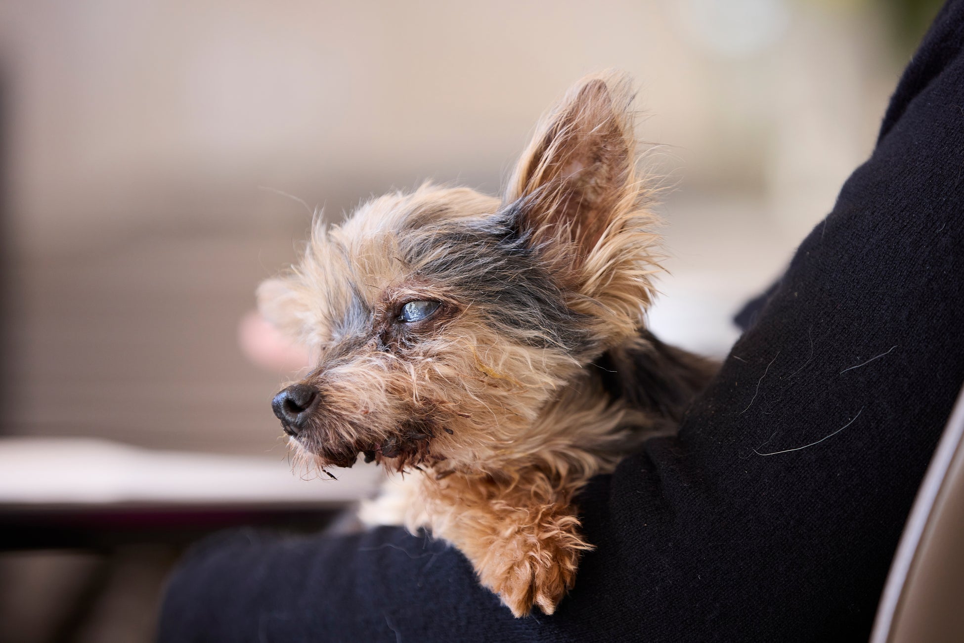 【エムズ】売上高の0.2％を動物保護へ。「命に寄り添うCSR活動」でつなぐ笑顔の輪