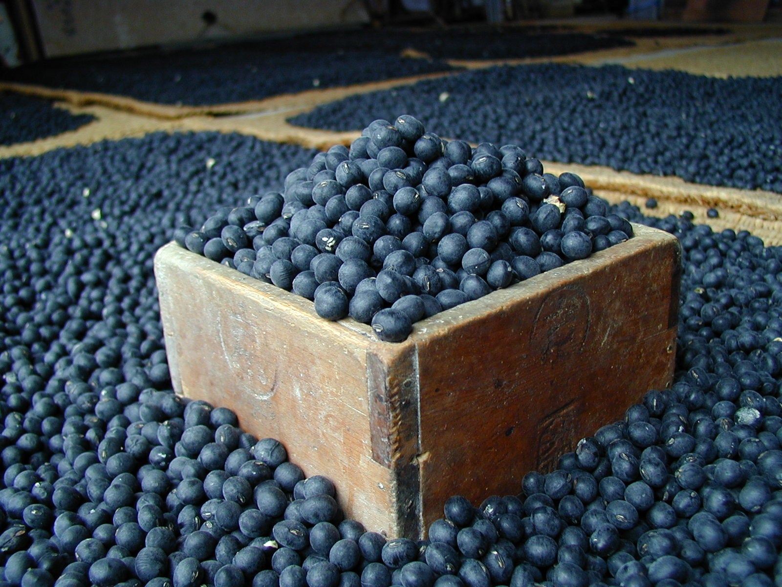 開運招福を願う達磨や水引、来年の干支“午”の精巧なチョコレート細工を販売【ザ・プリンス パークタワー東京】