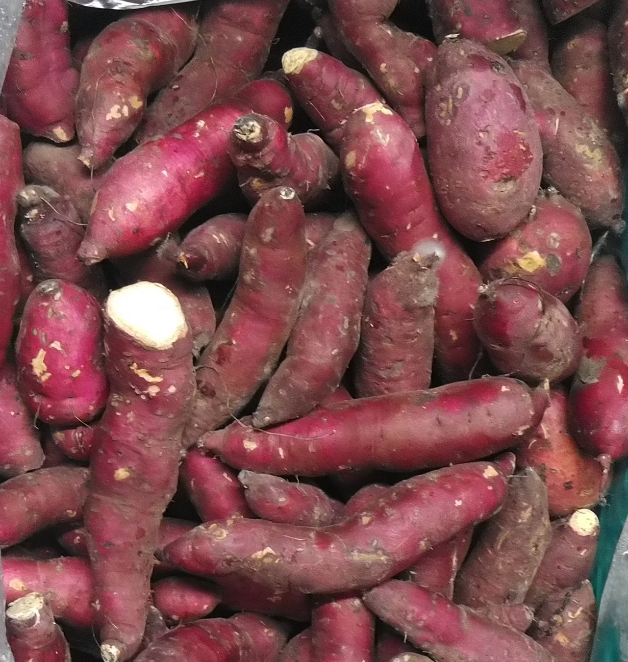 🍠🎃【規格外 有機野菜を救う！】カドウフーズが有機JAS認証を取得！農家・販売者様の困りごとを解決し、持続可能な食の未来を創ります