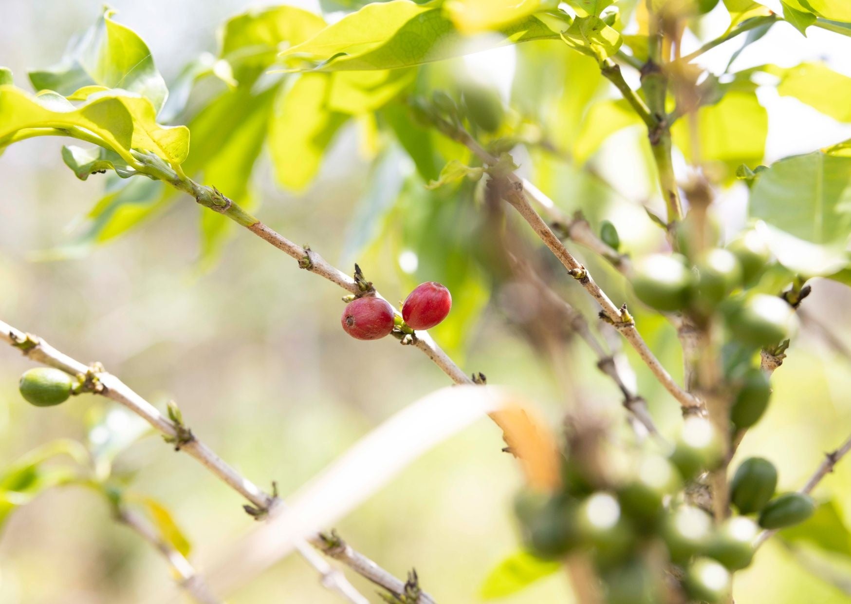 白馬に新名所誕生——“飛騨牛を味わい尽くす”専門店「牛ざんまい HAKUBA店」12月9日(火)15時~オープン!!