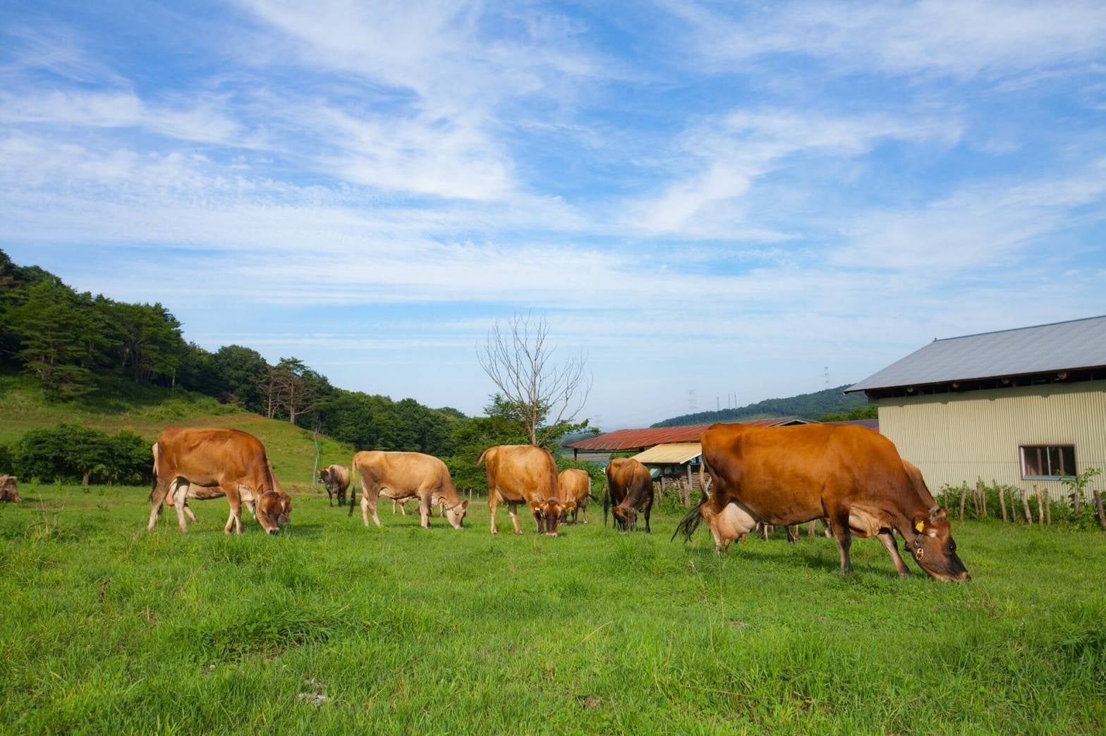 放牧ジャージーミルク100％の「ホワイトソース」再販― 国際大会入賞アイスを生んだ牧場のミルクで、業務用にも展開