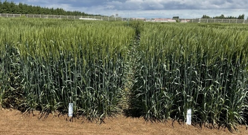 日清製粉、日清製粉ウェルナ　パスタ向け小麦品種「芽系21001」を農研機構と共同開発