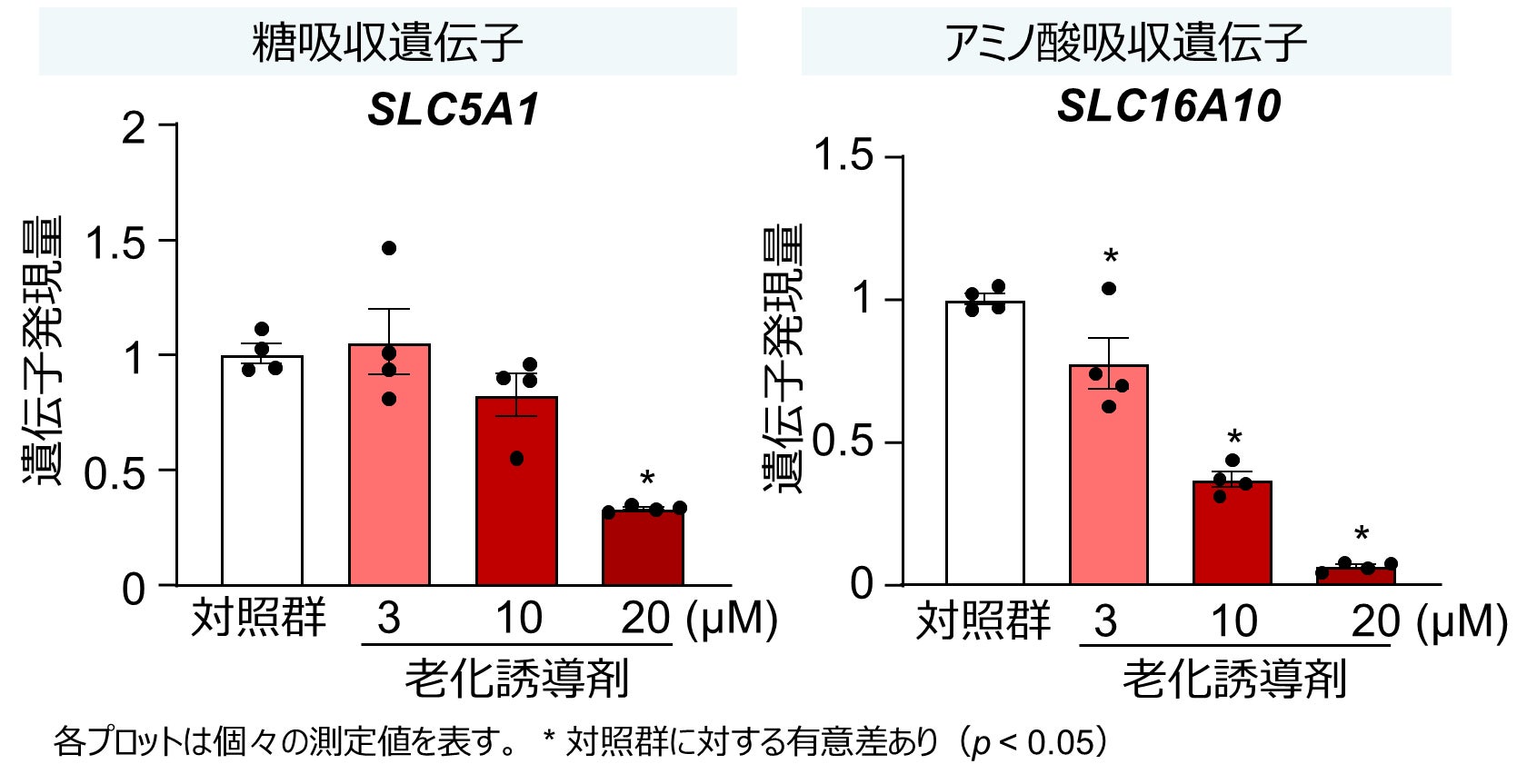 世界初！キリンと東京大学が、ヒトiPS細胞由来小腸オルガノイドを用いて細胞老化により栄養素吸収が低下することを確認