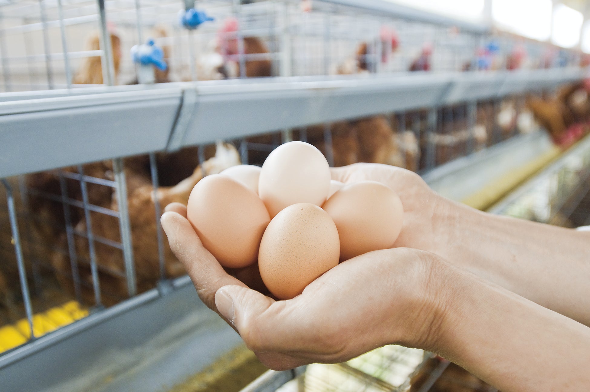年末年始の産地を応援「配達休みに産まれた産直たまご」注文受付12月16日（火）から