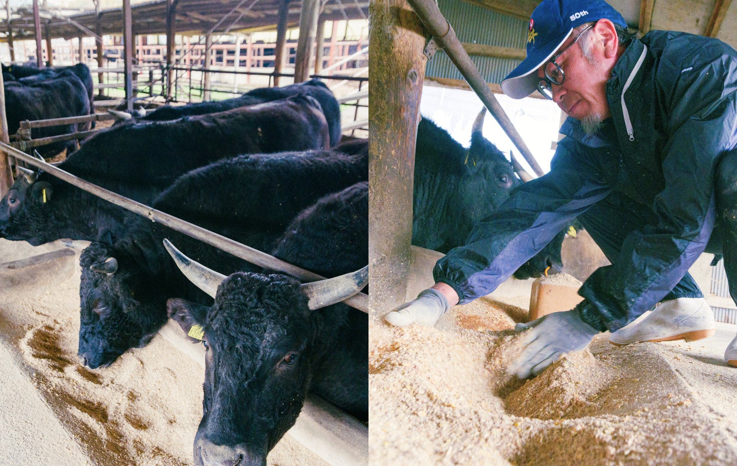 福島牛・新ブランド「福粕花」とは？“新たな挑戦”の現場を訪ねて