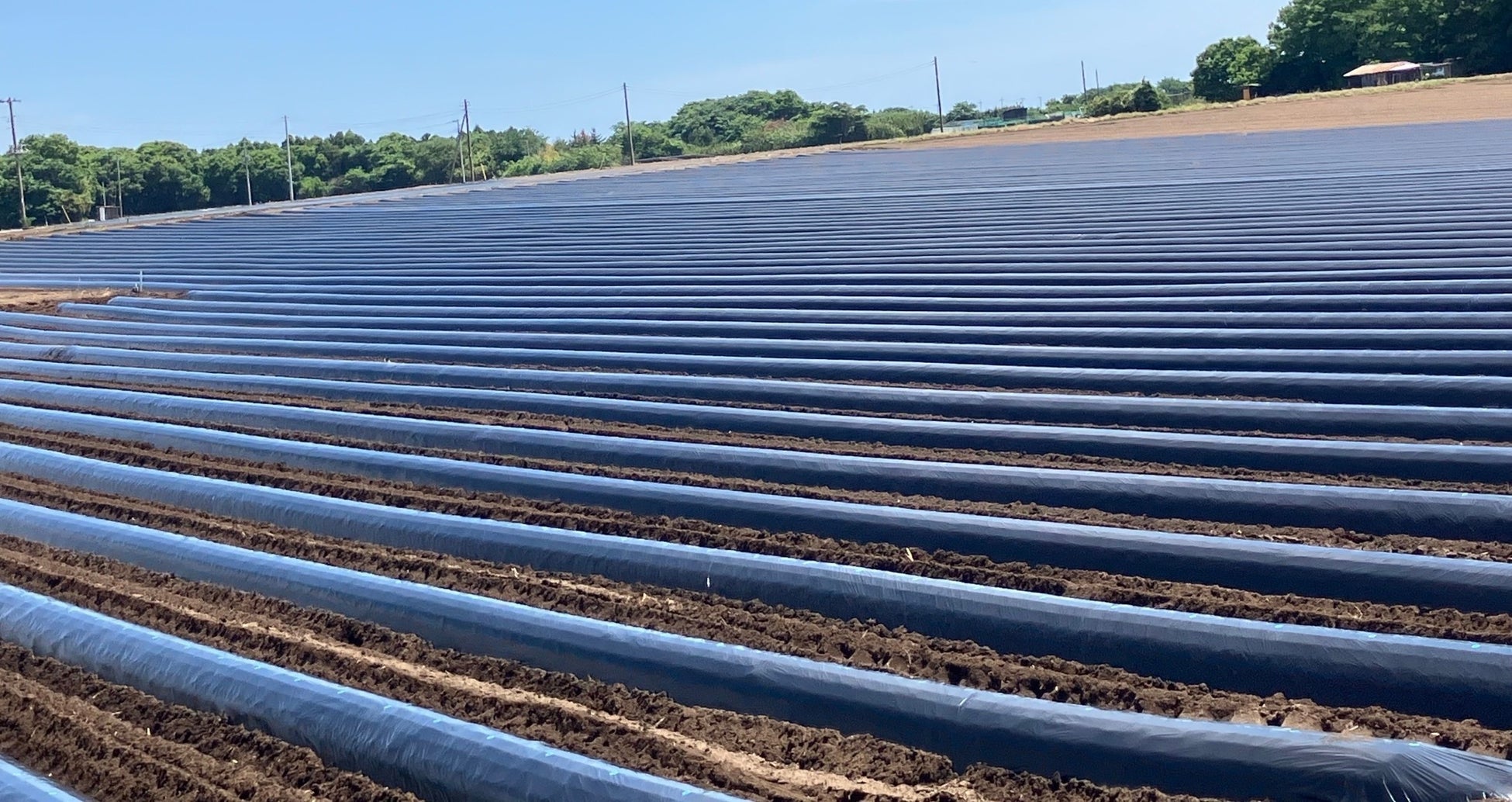 農業の省力化を後押し、生分解性マルチフィルム「ネイチャーマスター®」発売初年度で2,000本受注突破